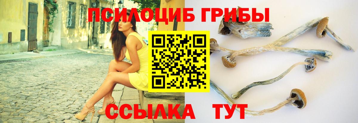 Галлюциногенные грибы Psilocybe  Саки 